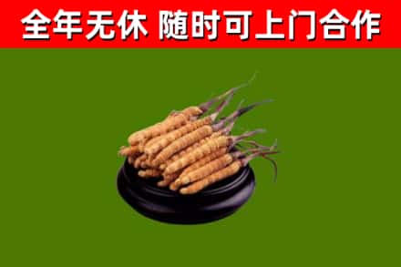 伊川回收散虫草